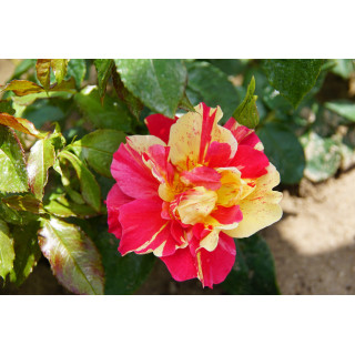Rosier Terre des Roses® - Jacqueline Farvacques - ©Roses Guillot®
