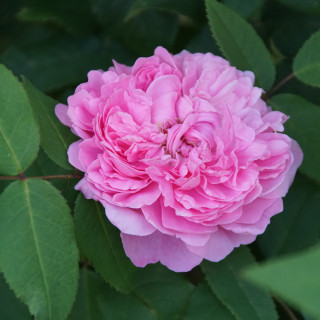 Rosier ancien - Jacques Cartier - ©Roses Guillot®