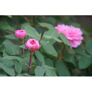 Rosier ancien - Jacques Cartier - ©Roses Guillot®