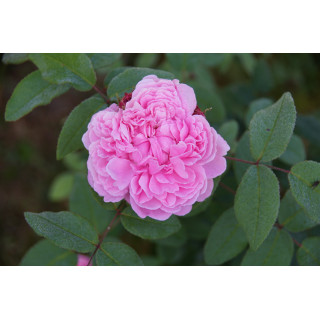 Rosier ancien - Jacques Cartier - ©Roses Guillot®