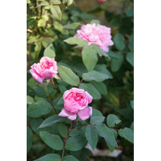 Rosier ancien - Jacques Cartier - ©Roses Guillot®