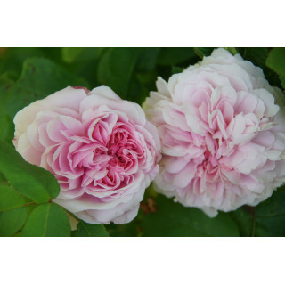 Rosier ancien - Jacques Cartier - ©Roses Guillot®