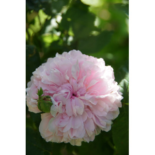 Rosier ancien - Jacques Cartier - ©Roses Guillot®