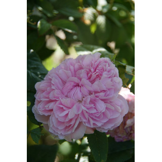 Rosier ancien - Jacques Cartier - ©Roses Guillot®