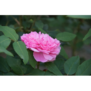 Rosier ancien - Jacques Cartier - ©Roses Guillot®
