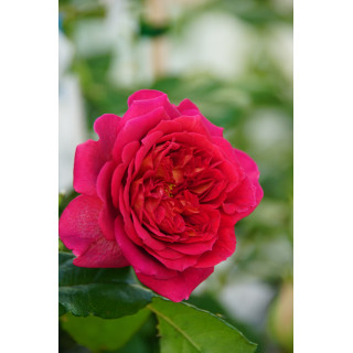 Rosier Générosa® -  L'Ami des Jardins® - ©Roses Guillot®
