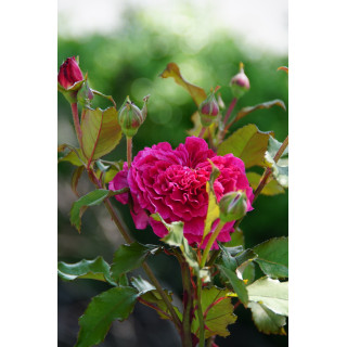 Rosier Générosa® -  L'Ami des Jardins® - ©Roses Guillot®