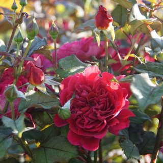 Rosier Générosa® -  L'Ami des Jardins® - ©Roses Guillot®