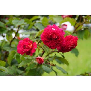 Rosier Générosa® -  L'Ami des Jardins® - ©Roses Guillot®