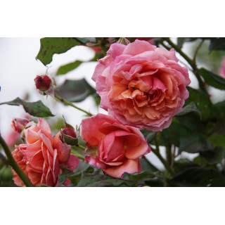 Rosier Générosa® - Ladurée® - ©Roses Guillot®