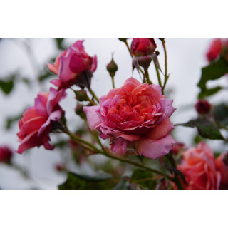 Rosier Générosa® - Ladurée® - ©Roses Guillot®