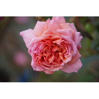 Rosier Générosa® - Ladurée® - ©Roses Guillot®