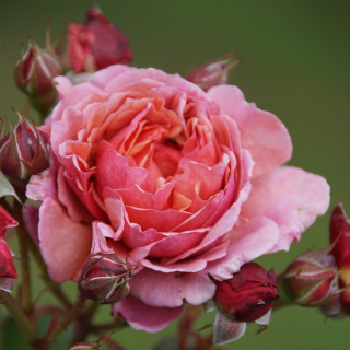 Rosier Générosa® - Ladurée® - ©Roses Guillot®