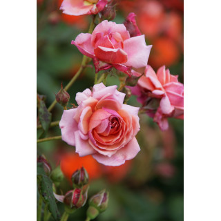 Rosier Générosa® - Ladurée® - ©Roses Guillot®