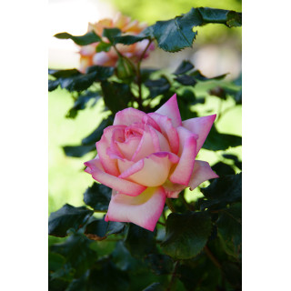 Hybrides de Thé Guillot® - Laurent Voulzy® - ©Roses Guillot®