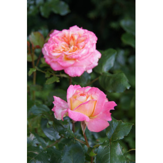 Hybrides de Thé Guillot® - Laurent Voulzy® - ©Roses Guillot®