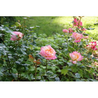 Hybrides de Thé Guillot® - Laurent Voulzy® - ©Roses Guillot®