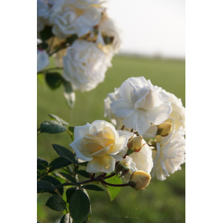 Rosier Générosa® - Manuel Canovas® - ©Roses Guillot®