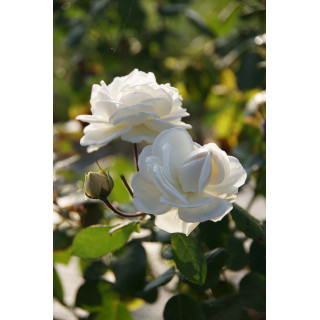 Rosier Générosa® - Manuel Canovas® - ©Roses Guillot®