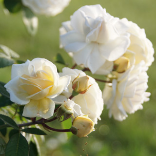 Rosier Générosa® - Manuel Canovas® - ©Roses Guillot®