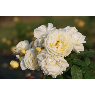 Rosier Générosa® - Manuel Canovas® - ©Roses Guillot®