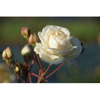 Rosier Générosa® - Manuel Canovas® - ©Roses Guillot®