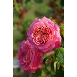 Rosier générosa Agnès Schilliger ® 