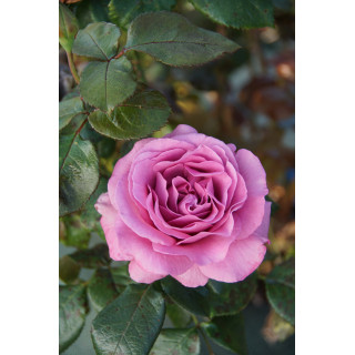 Rosier Bossuet, Aigle de Meaux®