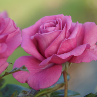 Rosier Bossuet, Aigle de Meaux®