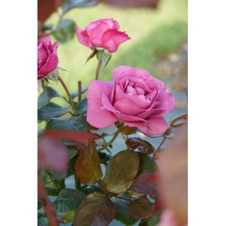 Rosier Bossuet, Aigle de Meaux®