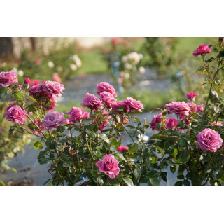 Rosier Bossuet, Aigle de Meaux®