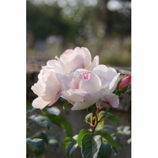Abbaye de Maubuisson® - Rosier Générosa Guillot®