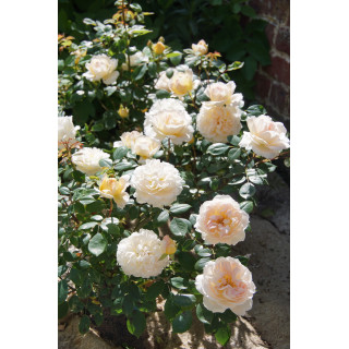Rosier Générosa® - Marc-Antoine Charpentier - ©Roses Guillot®