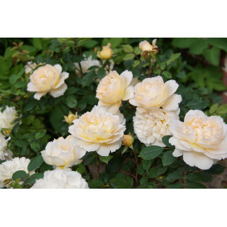 Rosier Générosa® - Marc-Antoine Charpentier - ©Roses Guillot®