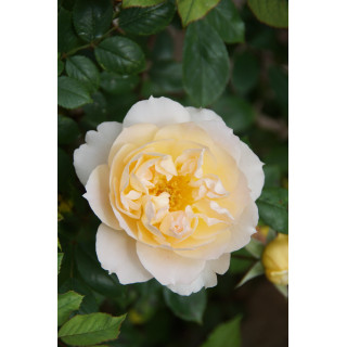 Rosier Générosa® - Marc-Antoine Charpentier - ©Roses Guillot®