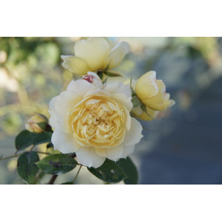 Rosier Générosa® - Marc-Antoine Charpentier - ©Roses Guillot®