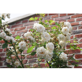 Rosier Grimpant Générosa® - Martine Guillot® - ©Roses Guillot®