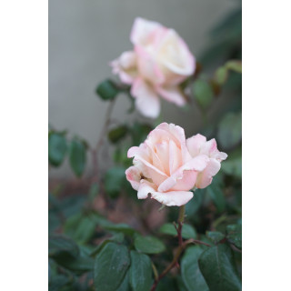 Hybride de Thé Guillot® - Maurice Schilliger - ©Roses Guillot®