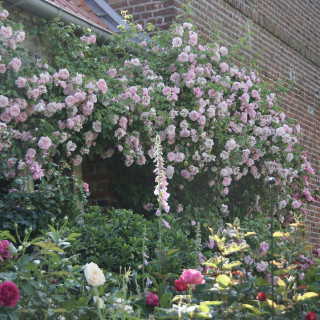 Rosier liane ancien - May Queen - ©Roses Guillot®
