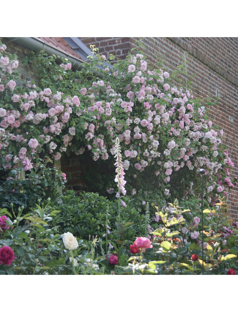 Rosier liane ancien - May Queen - ©Roses Guillot®