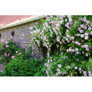 Rosier liane ancien - May Queen - ©Roses Guillot®