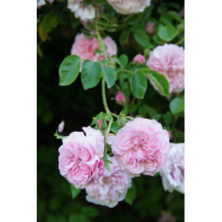 Rosier liane ancien - May Queen - ©Roses Guillot®