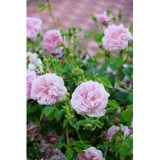 Rosier liane ancien - May Queen - ©Roses Guillot®