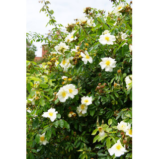 Rosier Ancien - Mermaid - ©Roses Guillot®
