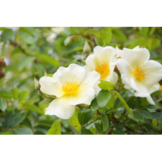 Rosier Ancien - Mermaid - ©Roses Guillot®