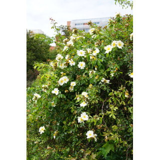 Rosier Ancien - Mermaid - ©Roses Guillot®