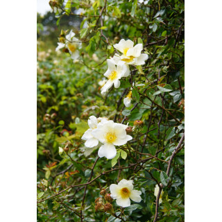 Rosier Ancien - Mermaid - ©Roses Guillot®