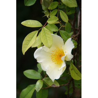 Rosier Ancien - Mermaid - ©Roses Guillot®