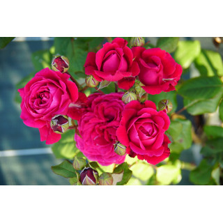 Rosier Générosa® - Michel Jonasz - ©Roses Guillot®