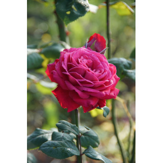Rosier Générosa® - Michel Jonasz - ©Roses Guillot®